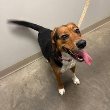 Annie -  Hound and Mixed Breed Dog for Adoption in Pittsburgh, Pennsylvania - Annie | PetCurious