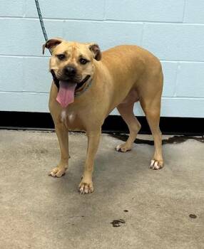 Rescue Mixed Breed Dogs for Adoption in Winchester, Kentucky - Jenny | PetCurious