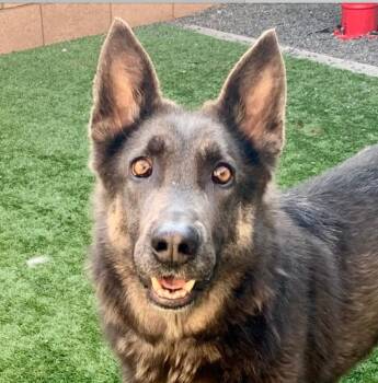 German Shepherd Dog Dogs Available for Adoption - FINAL CHANCE FOR PIXIE TO SAVE HER LIFE - COMMITMENT NEEDED BY T | PetCurious