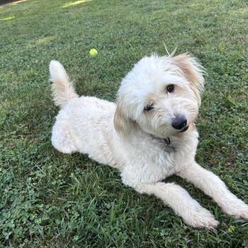 Bunny -  Poodle and Australian Shepherd Dog for Adoption in La Grange, Kentucky - Bunny | PetCurious