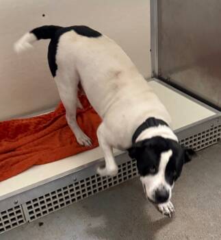 Rescue Pit Bull Terrier Dogs for Adoption in Greencastle, Indiana - Agnes | PetCurious