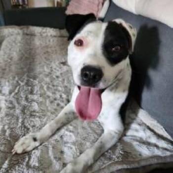 Lotty -  Pit Bull Terrier Dog for Adoption in Tulsa, Oklahoma - Lotty | PetCurious