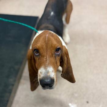 Copper -  Basset Hound Dog for Adoption in Ardmore, Oklahoma - Copper | PetCurious