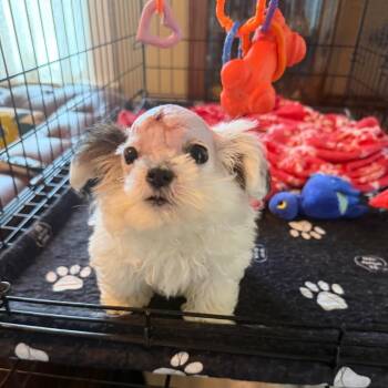 Pearl -  Shih Tzu and Mixed Breed Dog Available for Adoption in Sacramento, California - Pearl | PetCurious
