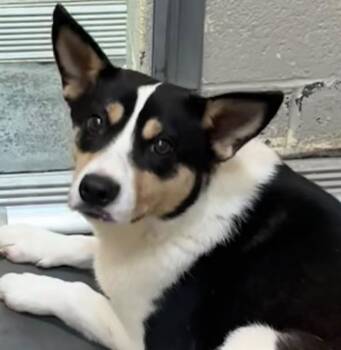 Rat Terrier Dogs Available for Adoption in Elizabethton, Tennessee - Fred | PetCurious