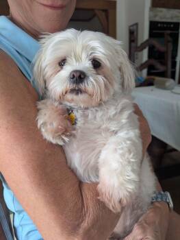Grady Rico -  Maltese Dog for Adoption in Germantown, Ohio - Grady Rico | PetCurious