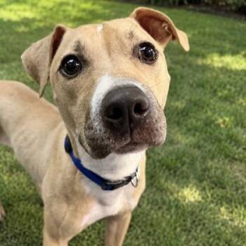 Biscuit -  Pit Bull Terrier Dog for Adoption in Philadelphia, Pennsylvania - Biscuit | PetCurious