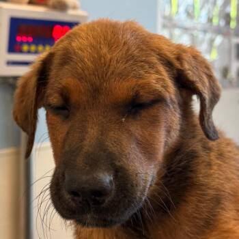 Tomato -  Mixed Breed Dog for Adoption in Las Cruces, New Mexico - Tomato | PetCurious