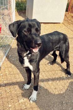 Rescue Great Pyrenees and Shepherd Dogs for Adoption in Peace River, Alberta - Storm | PetCurious