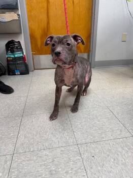 Pit Bull Terrier Dogs Available for Adoption in Sorrento, Louisiana - Kimmie | PetCurious