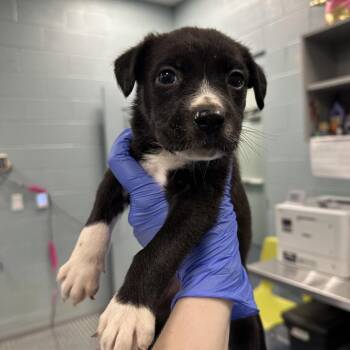 Mako -  Mixed Breed Dog for Adoption in Greensboro, North Carolina - Mako | PetCurious