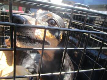 Miniature Pinscher Dogs Available for Adoption in Ocala, Florida - EMMY | PetCurious