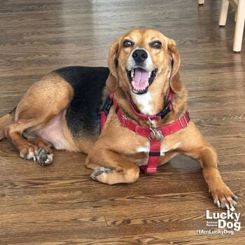 Mr. Parker -  Shepherd and Hound Dog for Adoption in Washington, District Of Columbia - Mr. Parker | PetCurious