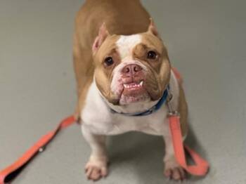 Maple Frosted Cookie -  Mixed Breed Dog for Adoption - Maple Frosted Cookie | PetCurious