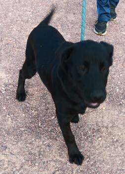 Rescue Labrador Retriever Dogs for Adoption in Saint James, Minnesota - Clover | PetCurious