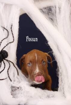 Possum -  Terrier Dog for Adoption in Whitestown, Indiana - Possum | PetCurious