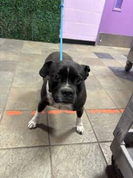 Rescue Pit Bull Terrier and Mixed Breed Dogs for Adoption in El Paso, Texas - 59801114 | PetCurious