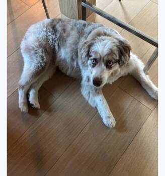 Rescue Australian Shepherd Dogs for Adoption in Bend, Oregon - Mogli | PetCurious