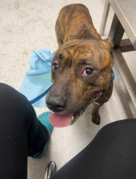 Jojo -  Pit Bull Terrier Dog for Adoption in Oakland, California - Jojo | PetCurious