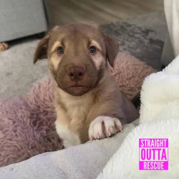 Shepherd Dogs Available for Adoption - Lipe | PetCurious