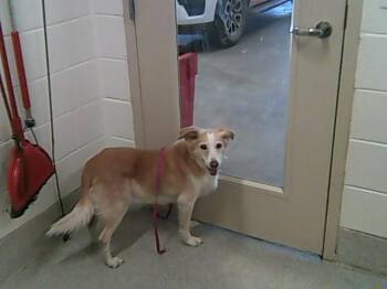 DAISY -  Border Collie Dog for Adoption in Loveland, Colorado - DAISY | PetCurious