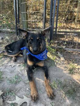 Rowdy #A-2860 -  Shepherd Dog for Adoption in Silsbee, Texas - Rowdy #A-2860 | PetCurious