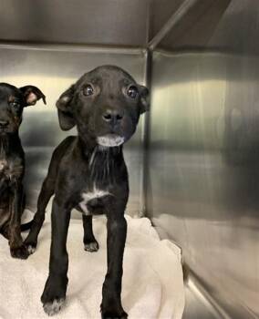 WEDNESDAY LOVE -  American Staffordshire Terrier and Labrador Retriever Dog for Adoption in Grand Prairie, Texas - WEDNESDAY LOVE | PetCurious