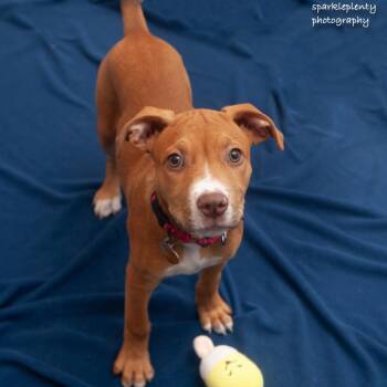 Dean -  Mixed Breed Dog for Adoption in Ridgefield, Connecticut - Dean | PetCurious