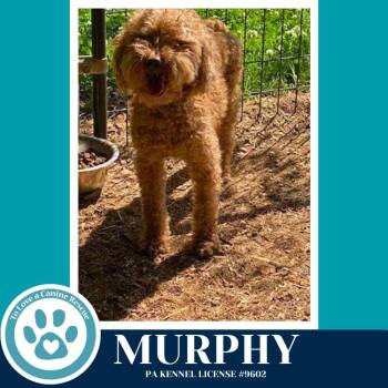 Poodle Dogs Available for Adoption in Kimberton, Pennsylvania - Murphy 042526 | PetCurious
