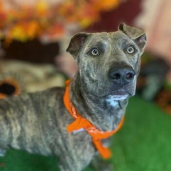 Plott Hound Dogs Available for Adoption - Daffy | PetCurious