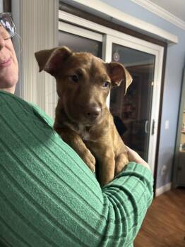 Mixed Breed Dogs Available for Adoption - Chester | PetCurious