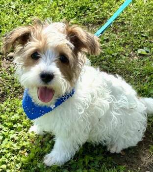 Toby -  Maltipoo Dog for Adoption in Okolona, Mississippi - Toby | PetCurious