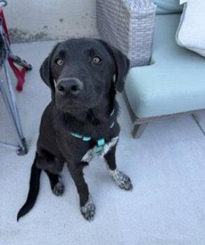Chet Ripley -  Labrador Retriever and Australian Cattle Dog Blue Heeler Dog for Adoption in Salt Lake City, Utah - Chet Ripley | PetCurious