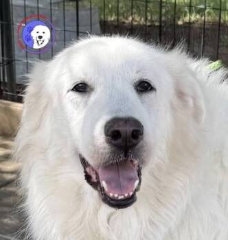 Great Pyrenees Dogs Available for Adoption - Sophie | PetCurious