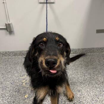 Hunter / Finn -  Mixed Breed Dog for Adoption in Greenville, South Carolina - Hunter / Finn | PetCurious