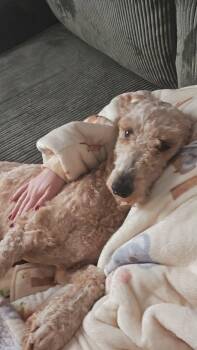 Goldendoodle Dogs Available for Adoption - Sunny | PetCurious