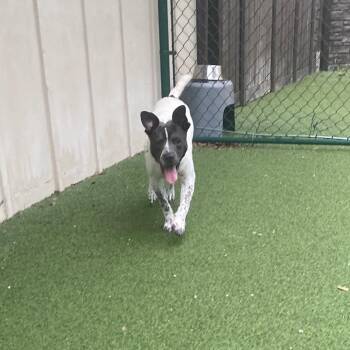 Poppi 0869 -  Mixed Breed Dog for Adoption in Loxahatchee Groves, Florida - Poppi 0869 | PetCurious