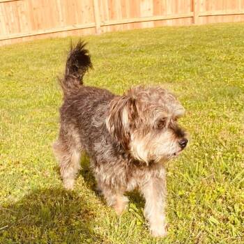 Rescue Schnauzer and Shih Tzu Dogs for Adoption in Bartlett, Tennessee - Toby | PetCurious