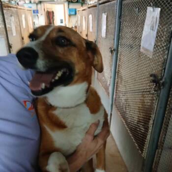 Shepherd Dogs Available for Adoption in Stephenville, Texas - Barbie | PetCurious