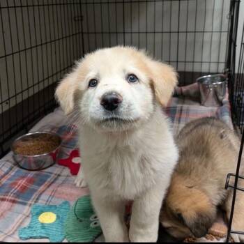 Shepherd Dogs Available for Adoption - Jesse | PetCurious