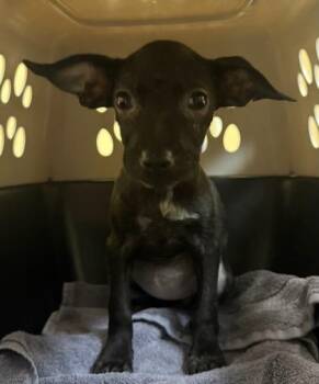Nightingale -  Mixed Breed Dog for Adoption in Honolulu, Hawaii - Nightingale | PetCurious