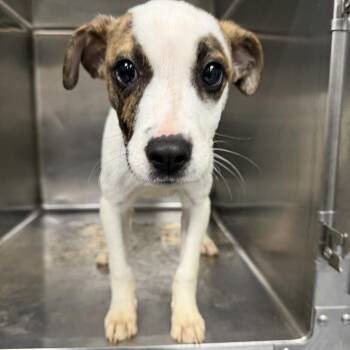 TUSC-Stray-84690 -  Terrier and Mixed Breed Dog for Adoption in Tuscaloosa, Alabama - TUSC-Stray-84690 | PetCurious