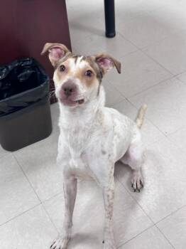 Penelope -  Pointer and Spaniel Dog for Adoption in Clayton, New Jersey - Penelope | PetCurious
