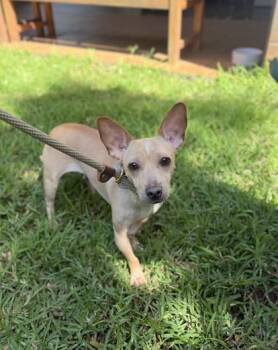 Chihuahua and Mixed Breed Dogs Available for Adoption - Guinevere | PetCurious