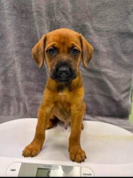 Baxter -  Terrier and Mixed Breed Dog for Adoption in Blountville, Tennessee - Baxter | PetCurious