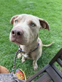 Walker -  Mixed Breed Dog for Adoption in Memphis, Tennessee - Walker | PetCurious