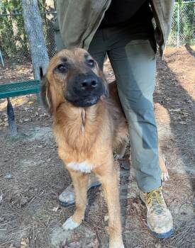 Rescue Labrador Retriever Dogs for Adoption in Little Rock, Arkansas - Valentino | PetCurious