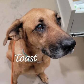 Toast -  Black Mouth Cur and Labrador Retriever Dog for Adoption in Buchanan Dam, Texas - Toast | PetCurious