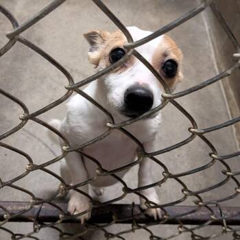 Chihuahua Dogs Available for Adoption - Sissy | PetCurious