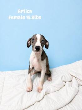 Artica -  Catahoula Leopard Dog Dog for Adoption - Artica | PetCurious